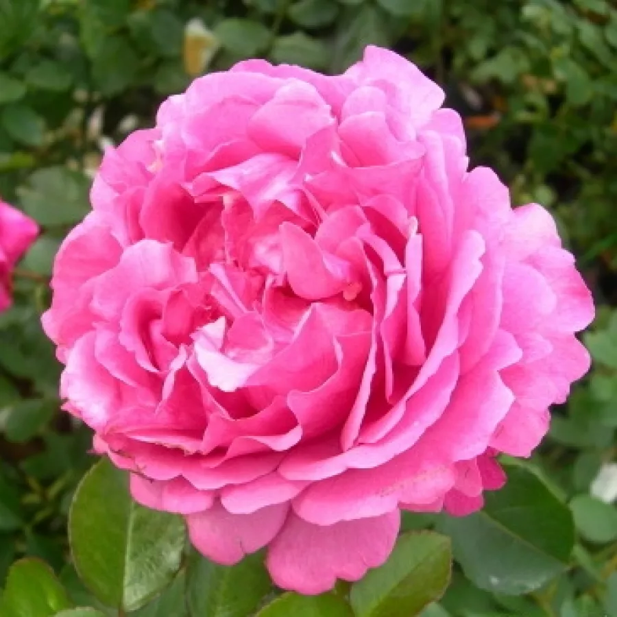 Intenziven vonj vrtnice - Roza - Keitsupiatsu - vrtnice online