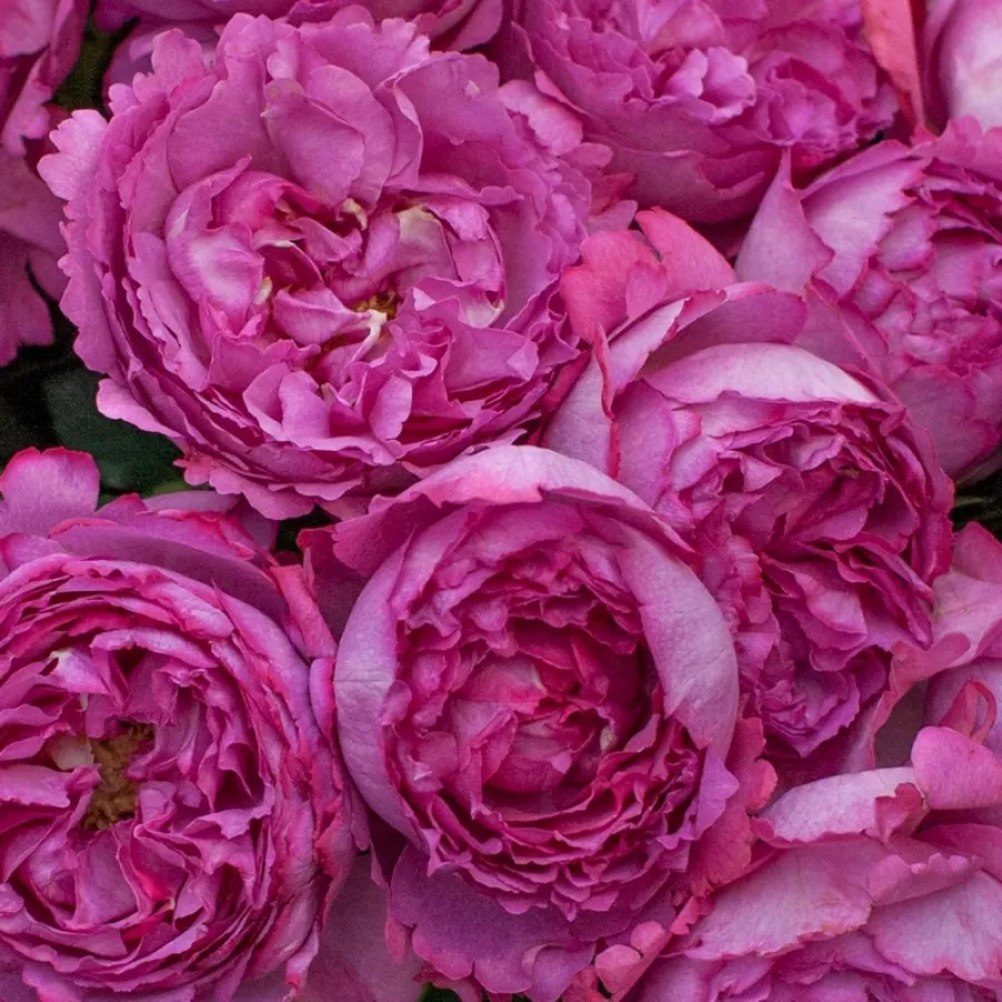 Climber, vrtnica vzpenjalka - Roza - Keitsupiatsu - vrtnice online