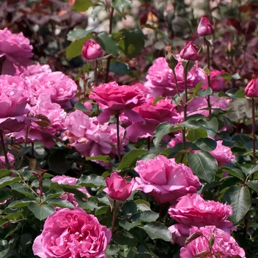 šaličast - Ruža - Keitsupiatsu - sadnice ruža - proizvodnja i prodaja sadnica