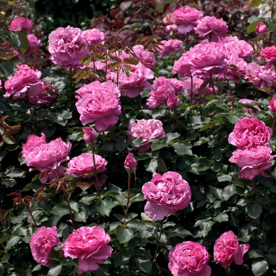 Posamezno - Roza - Keitsupiatsu - vrtnice online