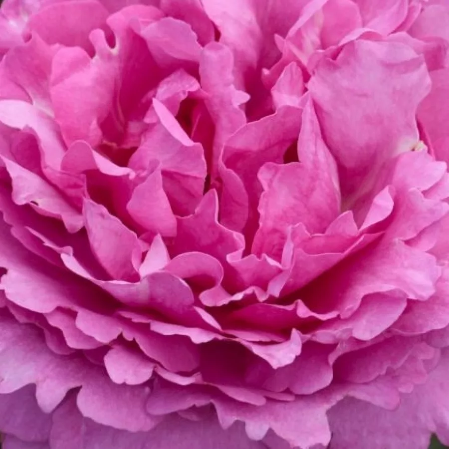 Keisei Rose Nursery - Roza - Keitsupiatsu - vrtnice online