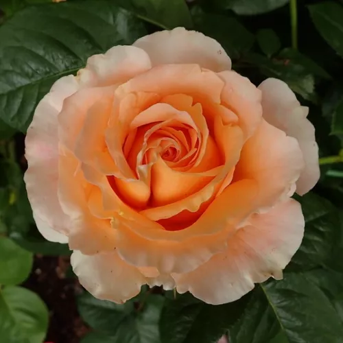 Scented Dawn