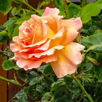 SCENTED DAWN – barack futó rózsa - Mouchotte