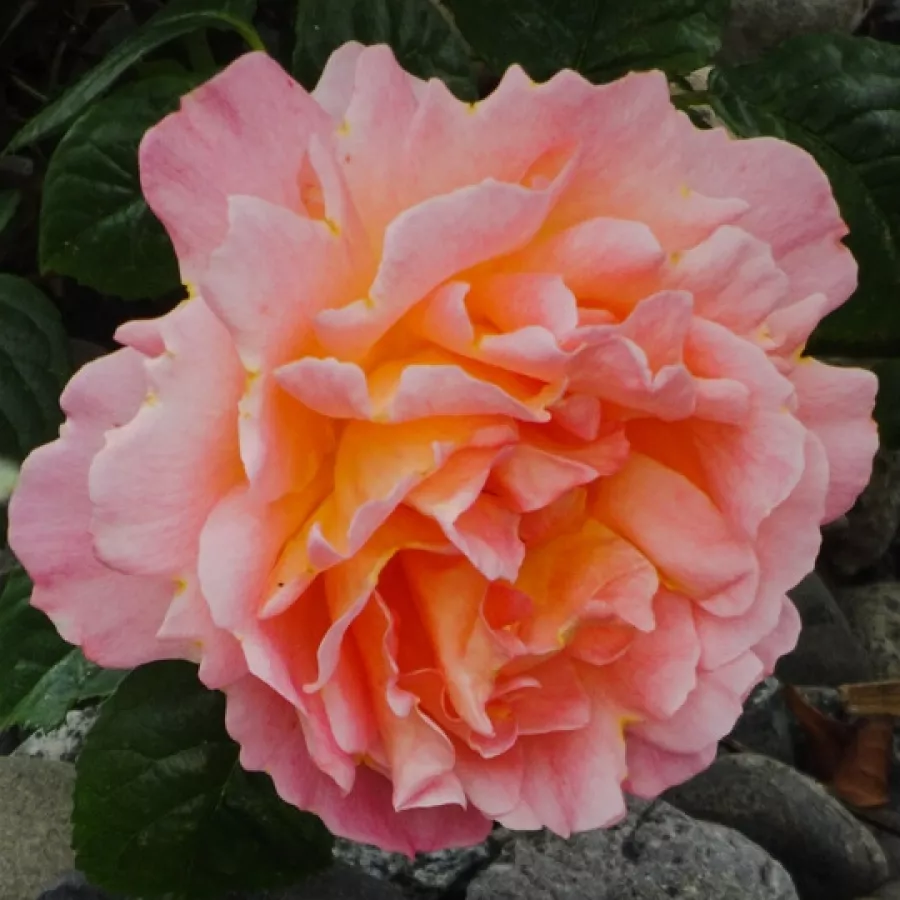 Climber, futó rózsa - Rózsa - Scented Dawn - kertészeti webáruház