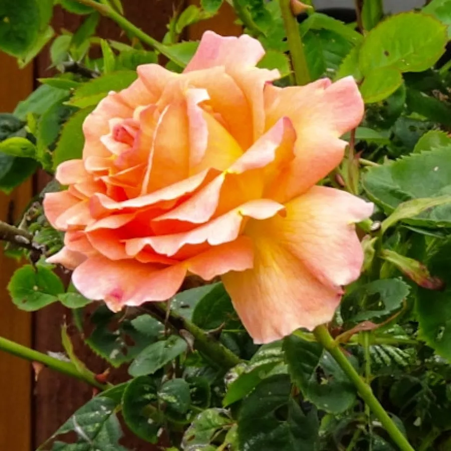 Csésze - Rózsa - Scented Dawn - kertészeti webáruház