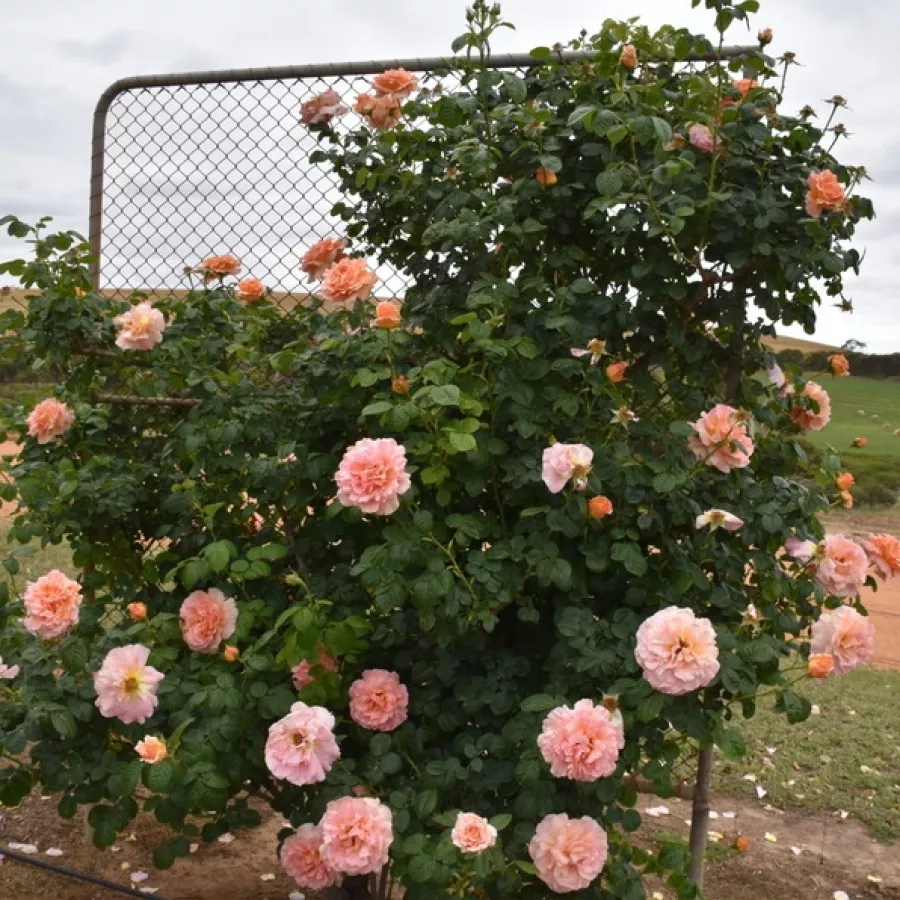 Telt virágú - Rózsa - Scented Dawn - online rózsa vásárlás