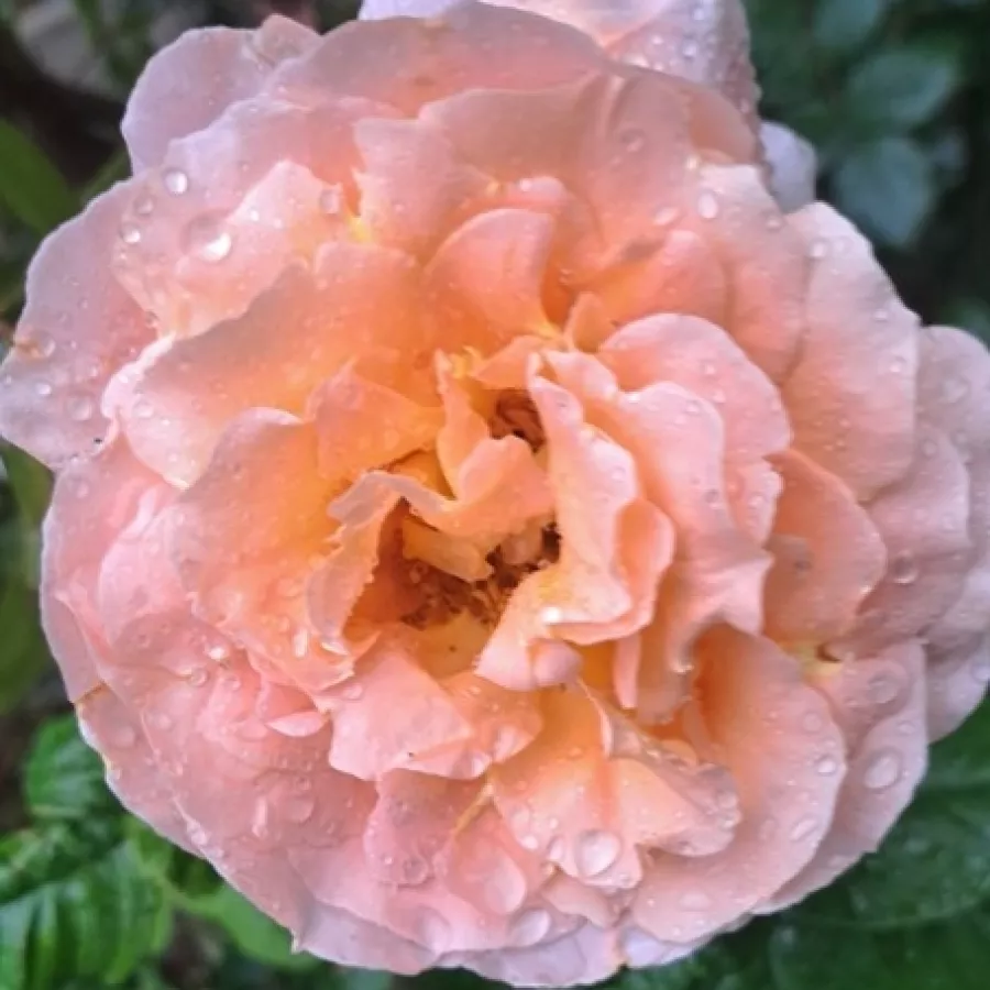 Csésze - Rózsa - Scented Dawn - online rózsa vásárlás