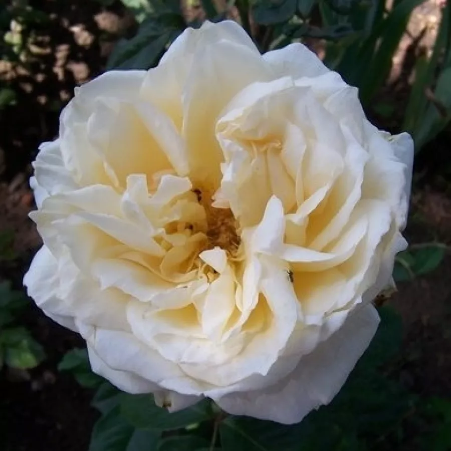 Diszkrét illatú rózsa - Rózsa - Bad Homburg - kertészeti webáruház