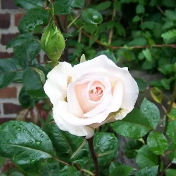 Rosa Bad Homburg - sárga - teahibrid rózsa