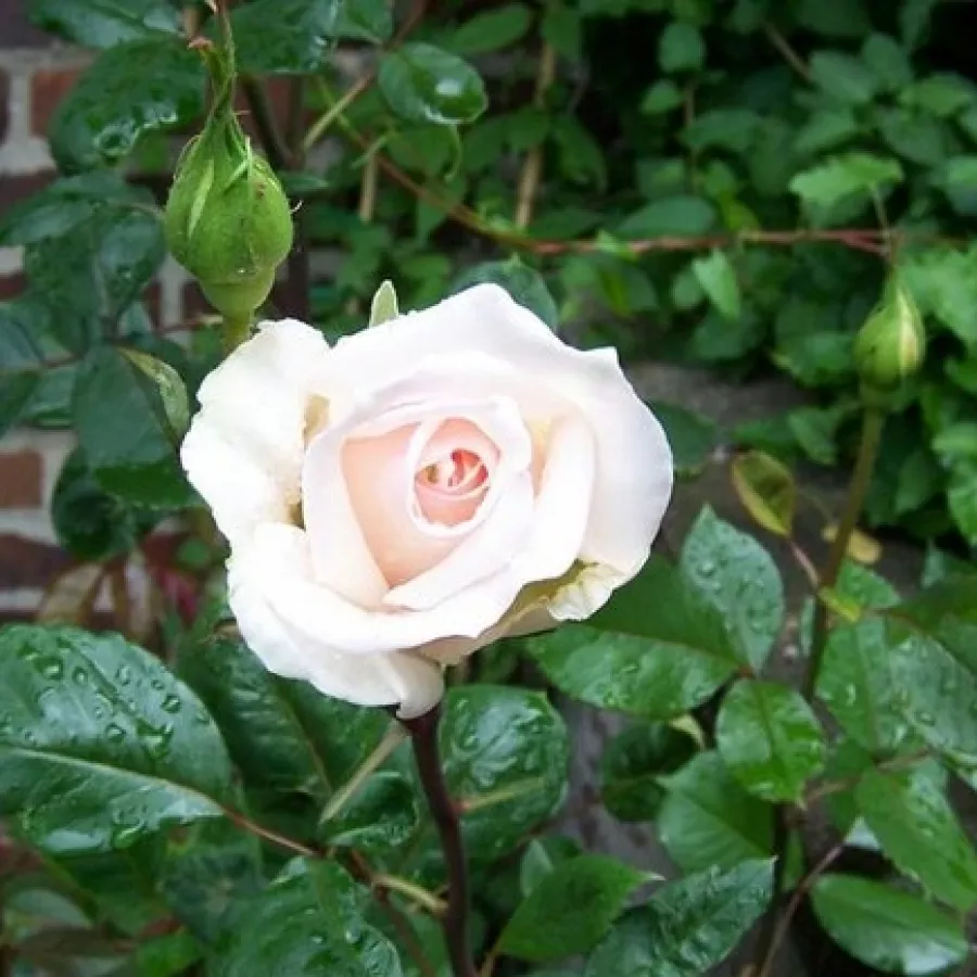 Tömvetelt virágú - Rózsa - Bad Homburg - online rózsa vásárlás