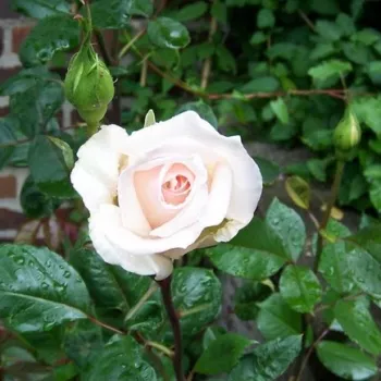 W kolorze brzoskwiniowym - hybrydowa róża herbaciana - róża o dyskretnym zapachu - -