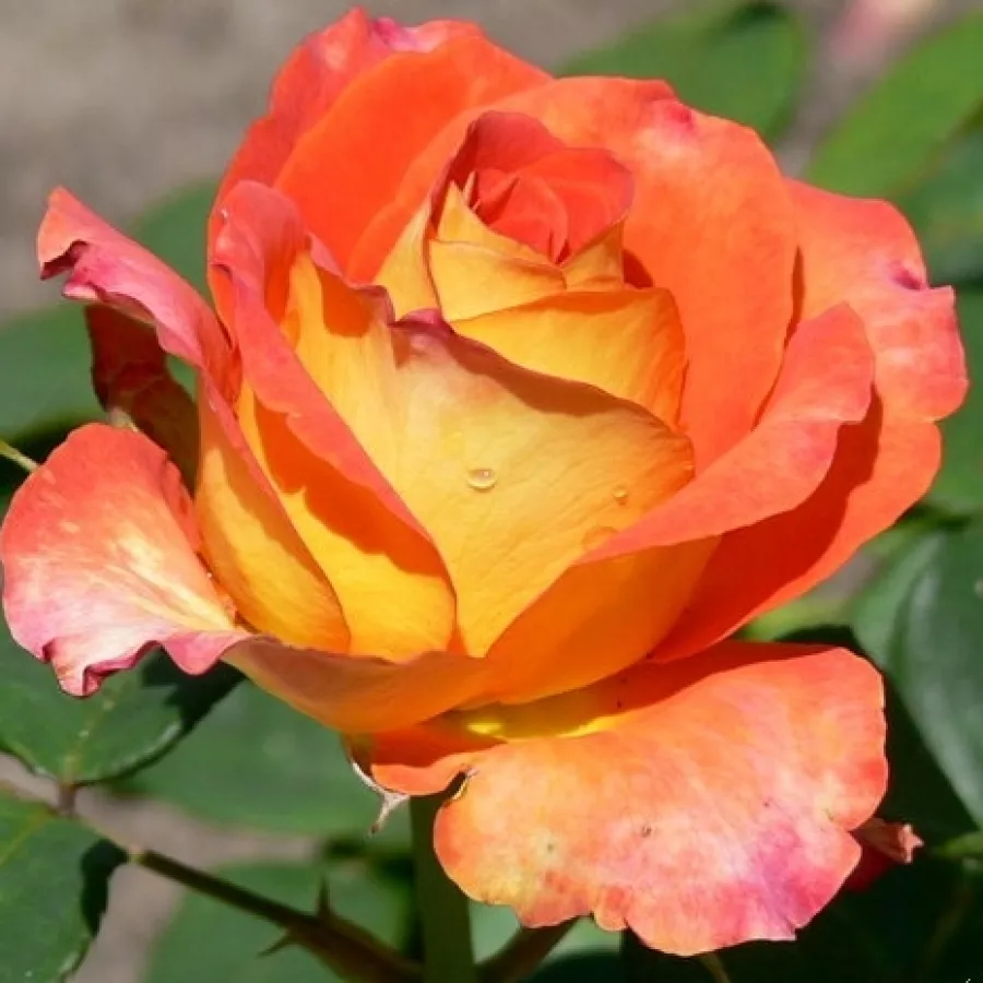 Hybrydowa róża herbaciana - Róża - Elisabeth von Thüringen - sadzonki róż sklep internetowy - online
