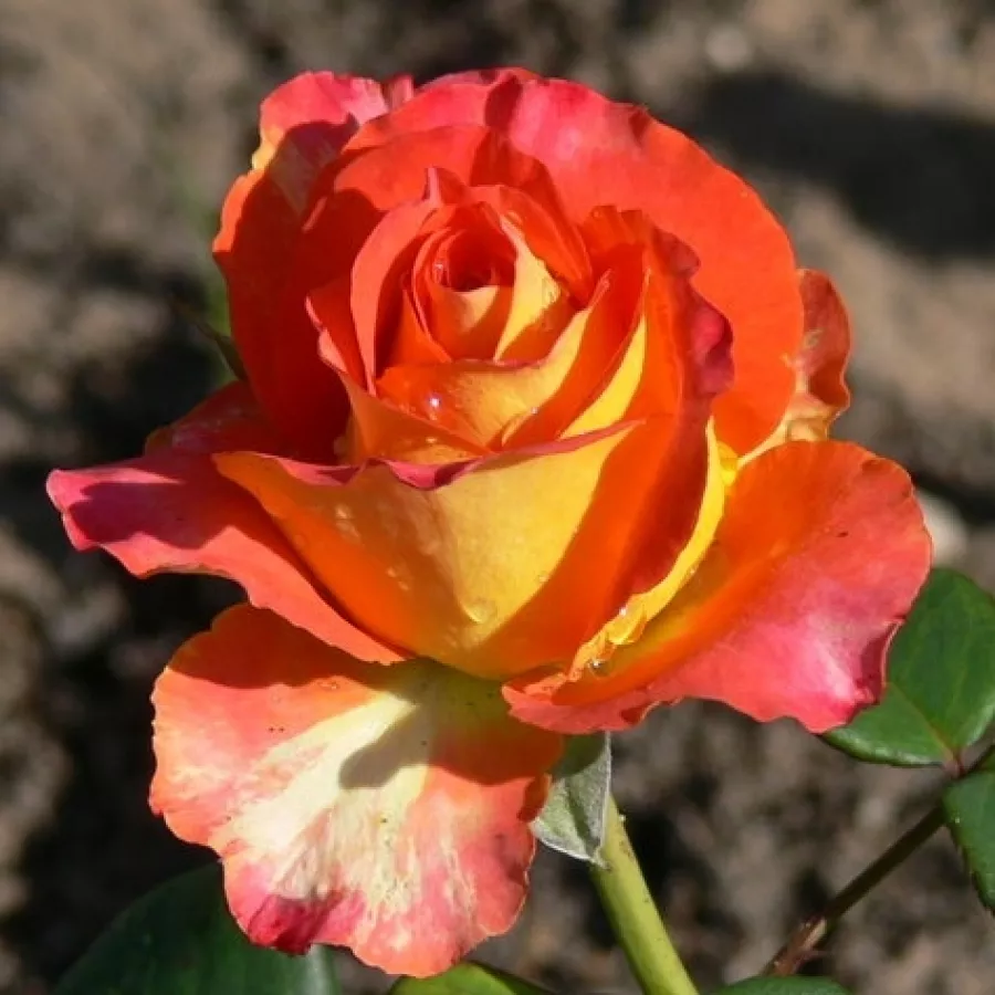 Spitzenförmig - Rosen - Elisabeth von Thüringen - rosen onlineversand