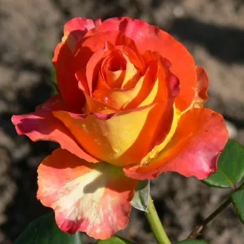 Rosa Elisabeth von Thüringen - sárga - vörös - teahibrid rózsa