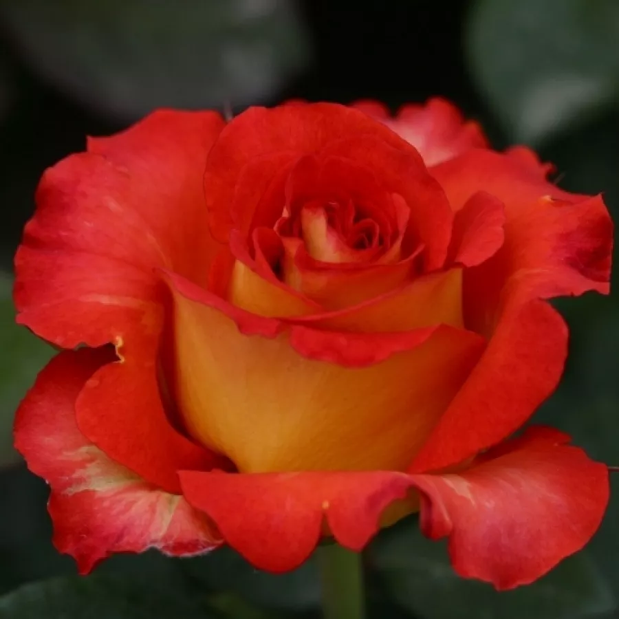 Telt virágú - Rózsa - Elisabeth von Thüringen - online rózsa vásárlás