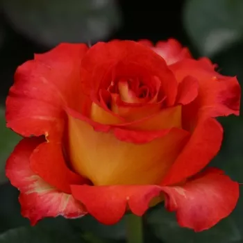 Żółty - rudy skraj płatków - hybrydowa róża herbaciana - róża o dyskretnym zapachu - -