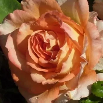 Online rózsa vásárlás - sárga - vörös - Elisabeth von Thüringen - teahibrid rózsa - diszkrét illatú rózsa - (60-80 cm)