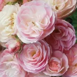 Fehér - rózsaszín - parkrózsa - Online rózsa vásárlás - Rosa Bouquet Parfait® - diszkrét illatú rózsa - kajszibarack aromájú