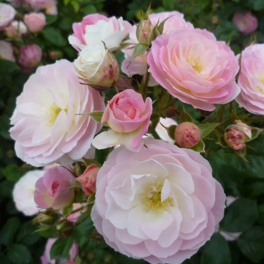 Alb - roz - Trandafiri - Bouquet Parfait® - Trandafiri online