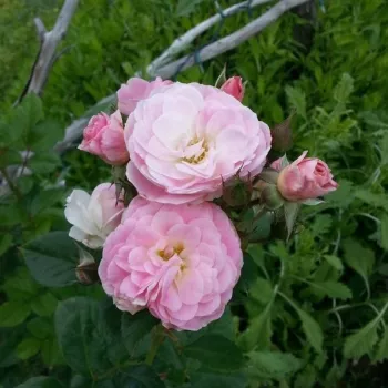 Rosa Bouquet Parfait® - bijelo - ružičasto - Grmolike