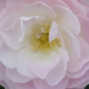Online rózsa vásárlás - parkrózsa - fehér - rózsaszín - diszkrét illatú rózsa - kajszibarack aromájú - Bouquet Parfait® - (120-150 cm)