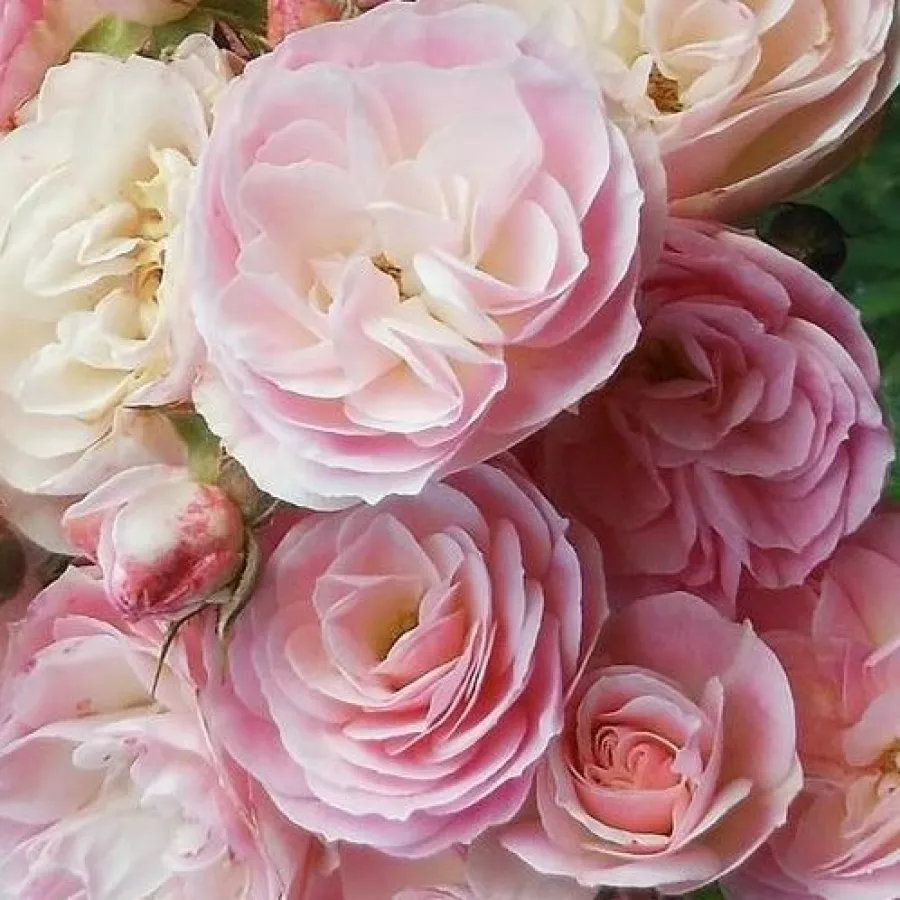 Alb - roz - Trandafiri - Bouquet Parfait® - 