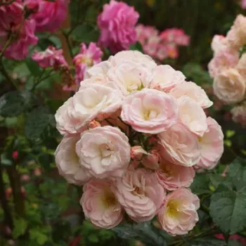 Fehér - világosrózsaszín sziromszél - parkrózsa - diszkrét illatú rózsa - kajszibarack aromájú