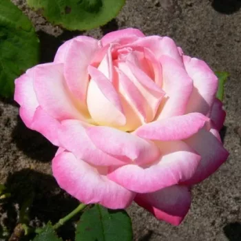 FLUSHING MEADOW – crème-roze theehybride roos - Dorieux