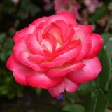 Teahibrid rózsa - diszkrét illatú rózsa - - - kertészeti webáruház - Rosa Flushing Meadow - fehér - rózsaszín