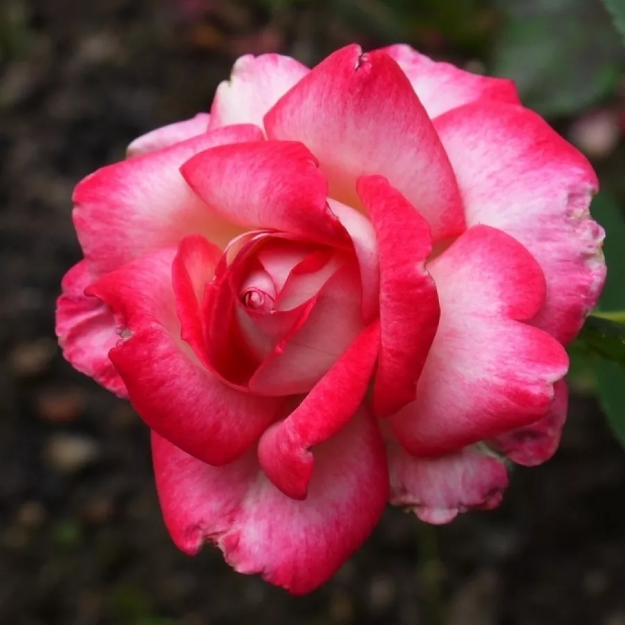 Hibridna čajevka - Ruža - Flushing Meadow - sadnice ruža - proizvodnja i prodaja sadnica