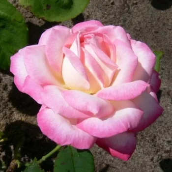 Rosa Flushing Meadow - belo-roza - vrtnice čajevke