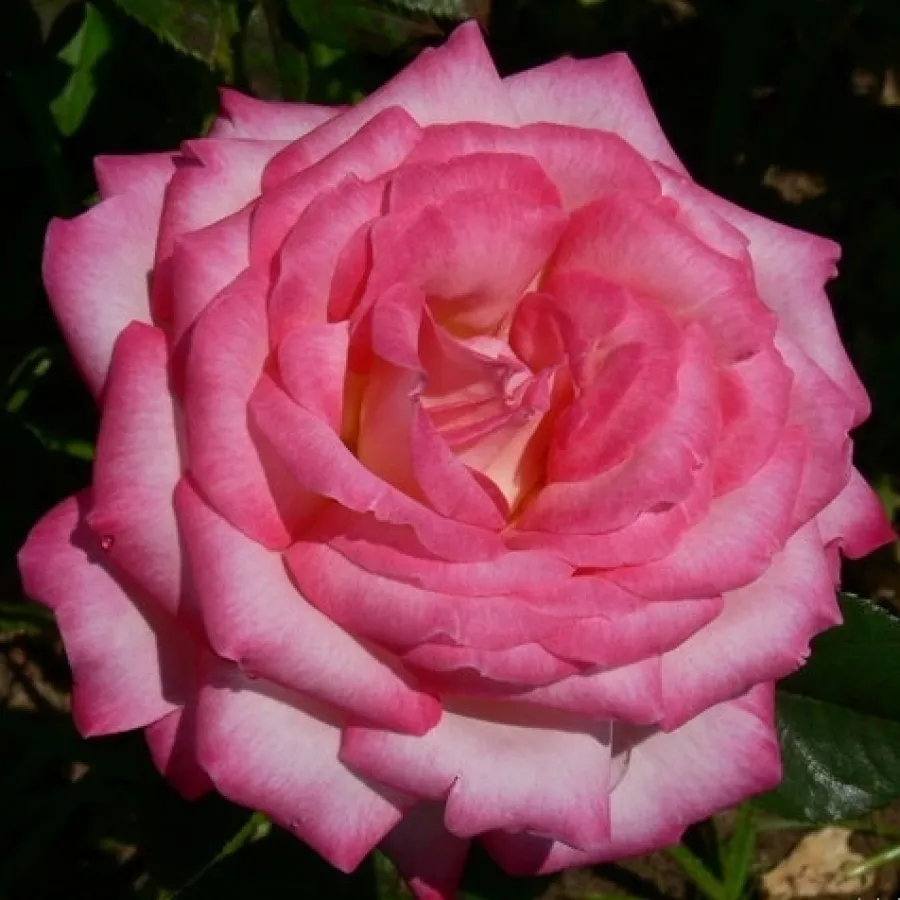 Pojedyncze - Róża - Flushing Meadow - sadzonki róż sklep internetowy - online