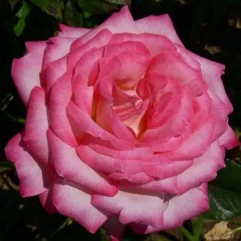 Fehér - rózsaszín sziromszél - teahibrid rózsa - diszkrét illatú rózsa - fahéj aromájú