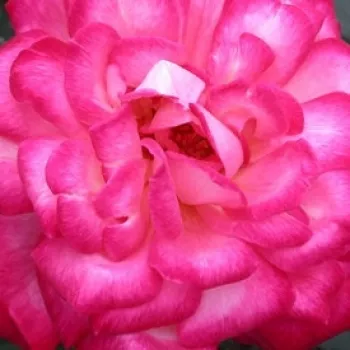 Online narudžba ruža - teahibrid rózsa - diszkrét illatú rózsa - Flushing Meadow - fehér - rózsaszín - (60-80 cm)