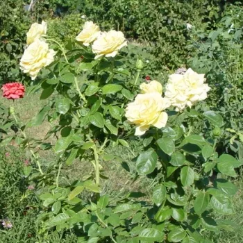 Tiefer, strahlender goldgelber Ton mit sanftem, warmem Schimmer. - teehybride rose - mittelstark, gut wahrnehmbar duftende rose - frisch, fruchtig-teeartig