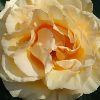 Online rosenkauf - goldgelb - mittelstark, gut wahrnehmbar duftende rose - Golden Apatit - teehybride rose - (100-140 cm)