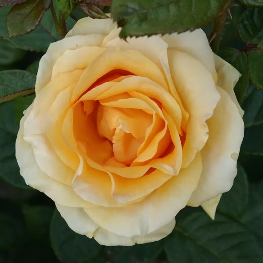 Intenzív illatú rózsa - Rózsa - Golden Apatit - kertészeti webáruház