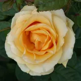 Edelrosen - teehybriden - rose mit intensivem duft - - - rosen onlineversand - Rosa Golden Apatit - gelb