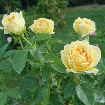 Rosa Golden Apatit - gelb - edelrosen - teehybriden