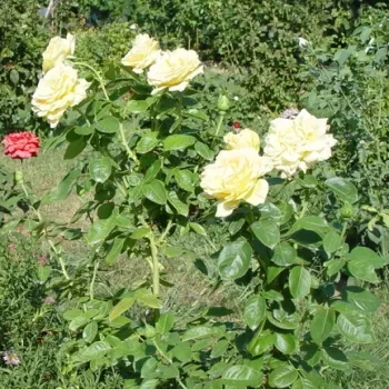 Aranysárga - teahibrid rózsa - intenzív illatú rózsa - -