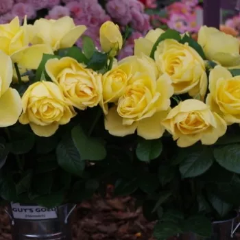 GUY'S GOLD – sárga teahibrid rózsa - Harkness & Harkness
