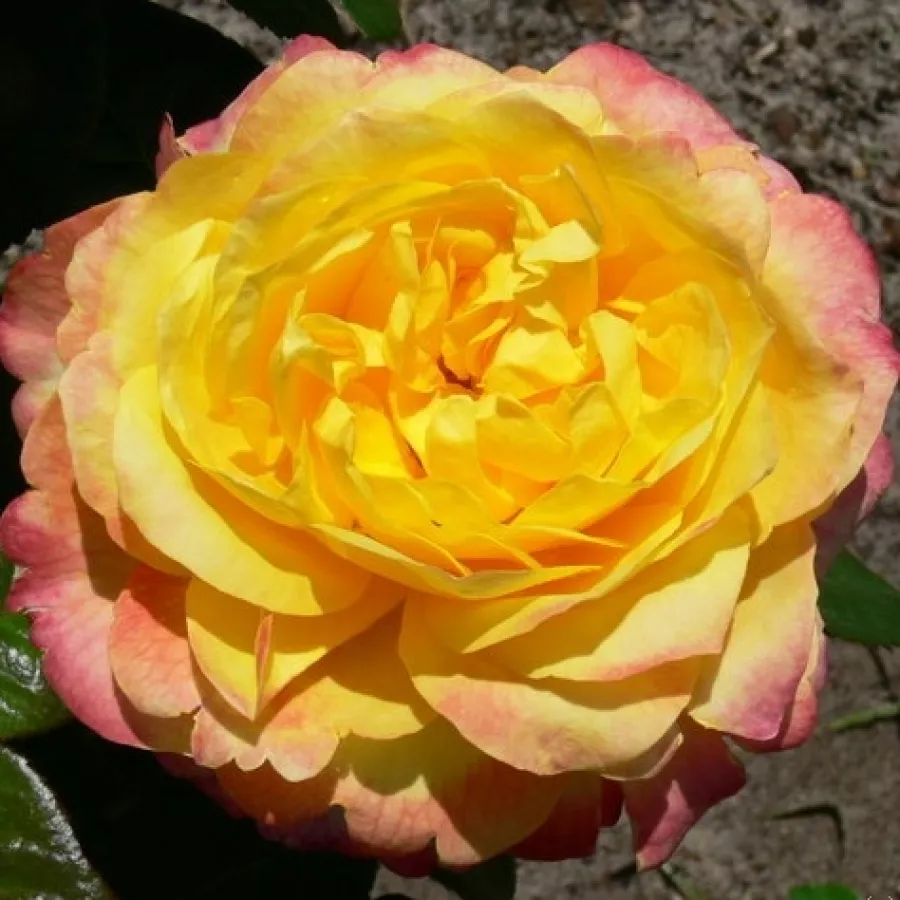 Rumeno-rdeča - Roza - Henrietta - vrtnice - proizvodnja in spletna prodaja sadik