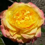 Teahibrid rózsa - nem illatos rózsa - kertészeti webáruház - Rosa Henrietta - sárga - vörös