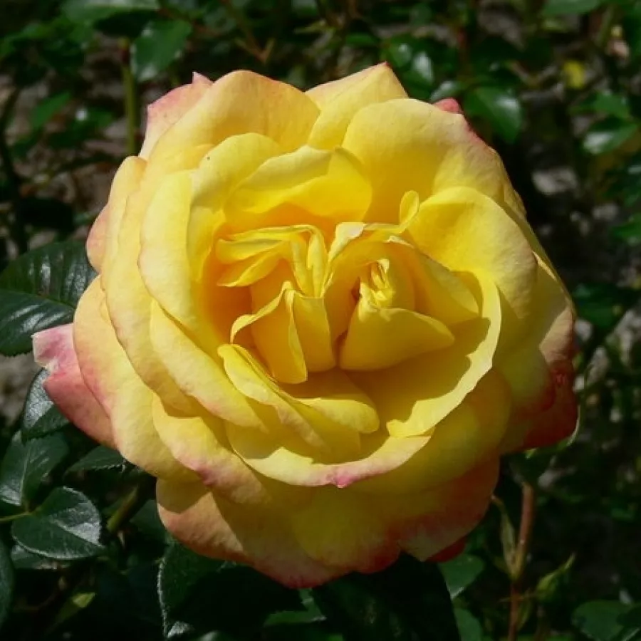 Hibridna čajevka - Ruža - Henrietta - sadnice ruža - proizvodnja i prodaja sadnica