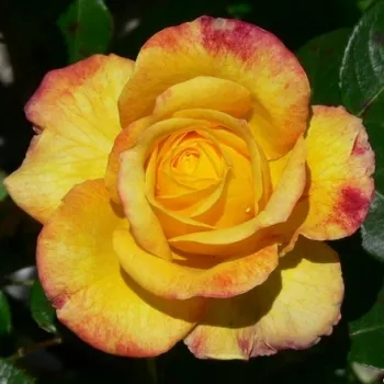 Rosa Henrietta - gelb - dunkelrot - edelrosen - teehybriden