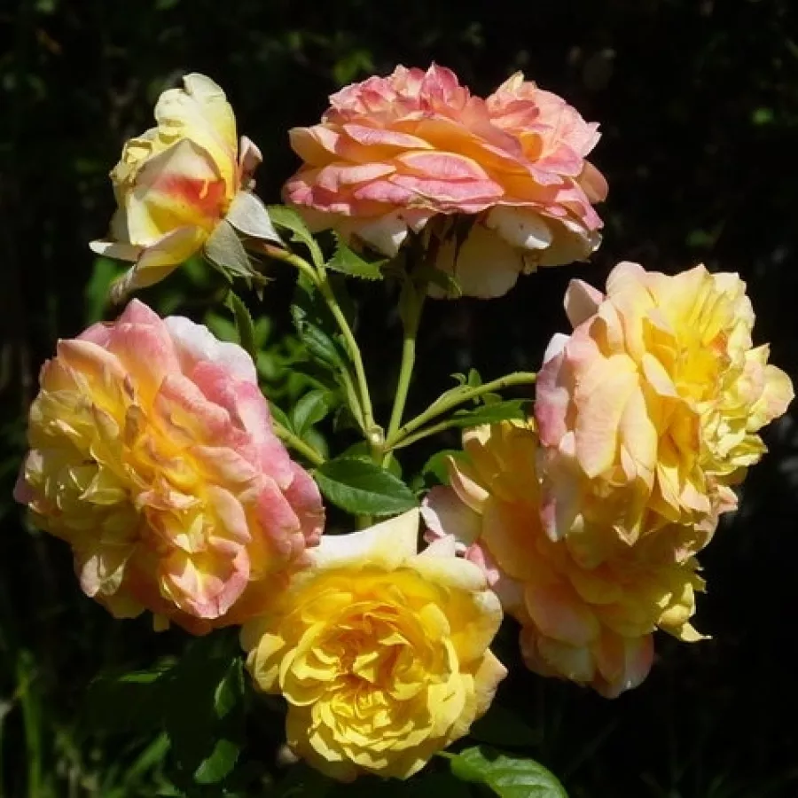 Tömvetelt virágú - Rózsa - Henrietta - online rózsa vásárlás
