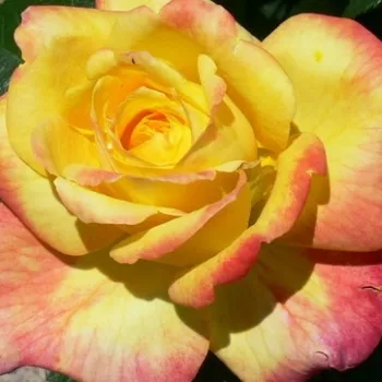Rosenbestellung online - teahibrid rózsa - nem illatos rózsa - Henrietta - sárga - vörös - (90-120 cm)