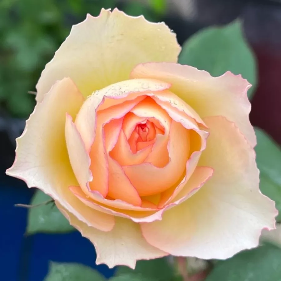 Rumena - Roza - La Chance d'Amour - vrtnice - proizvodnja in spletna prodaja sadik