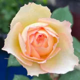 Hybrydowa róża herbaciana - róża bez zapachu - sadzonki róż sklep internetowy - online - Rosa La Chance d'Amour - żółty