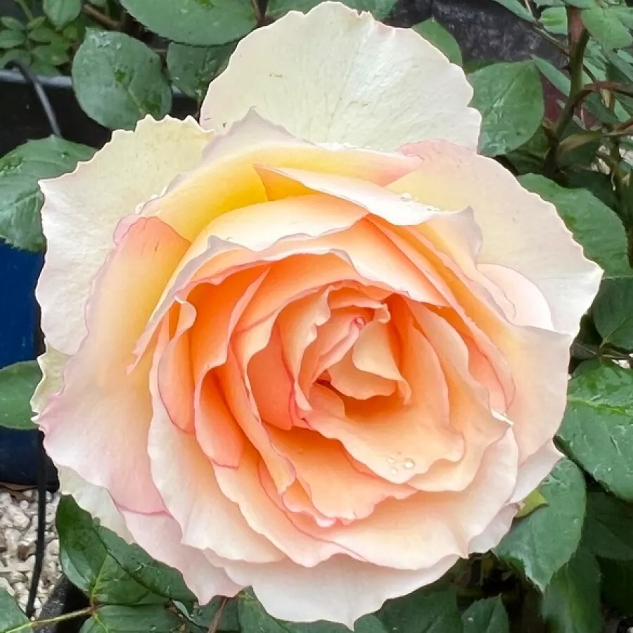 Hybrydowa róża herbaciana - Róża - La Chance d'Amour - róże sklep internetowy